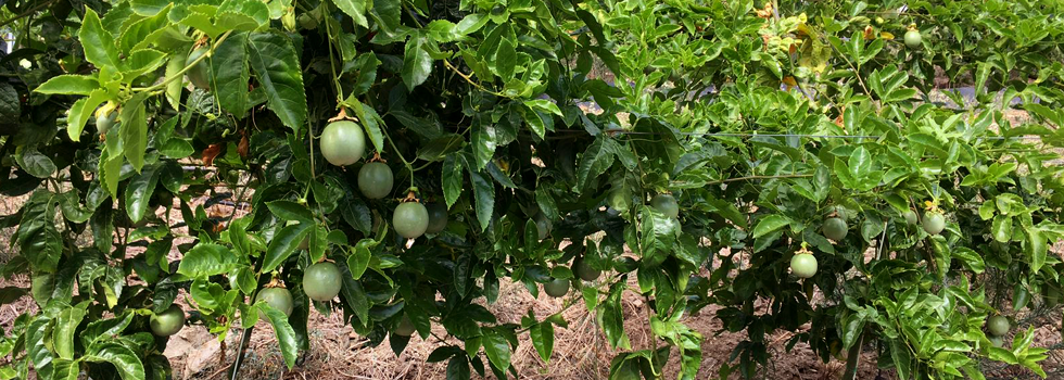 raices2 png 980x350.png