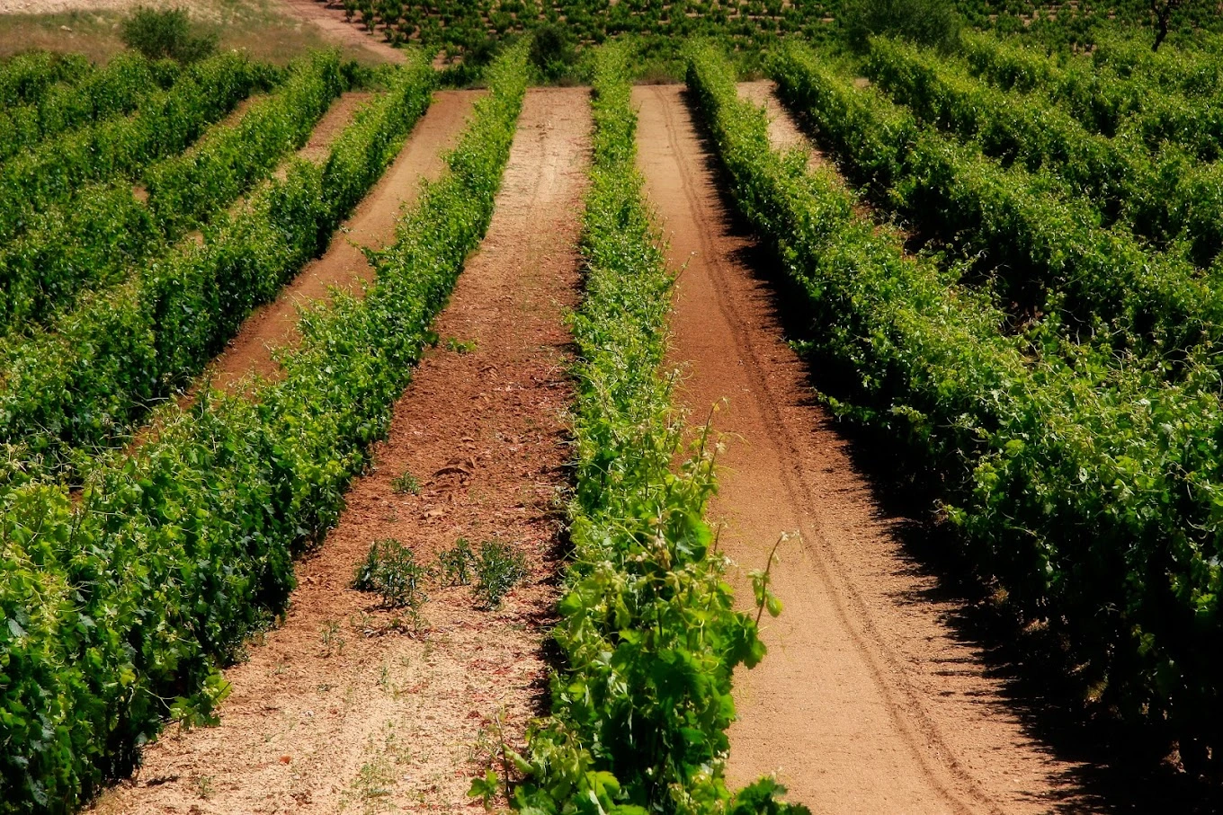 VINÌƒEDO.webp
