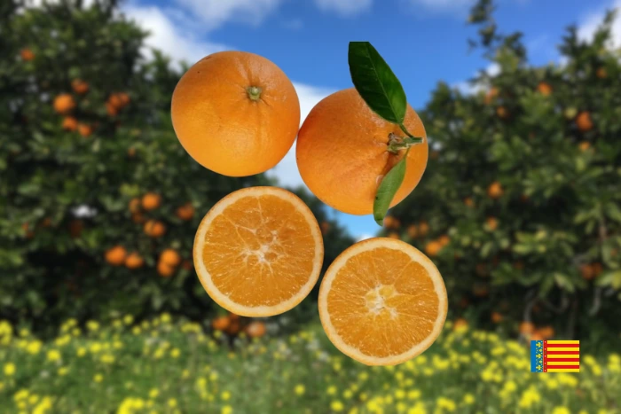Naranja ecológica de Valencia navelina 4kg image
