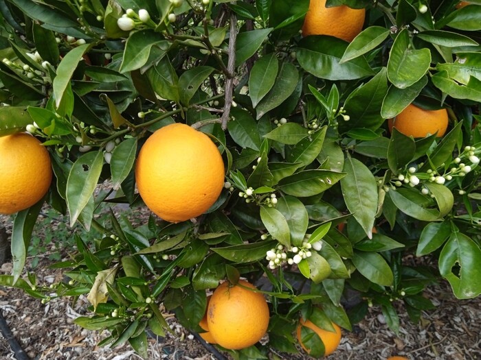 NARANJA NAVELATE ECOLÓGICA VALENCIA. 5KG image