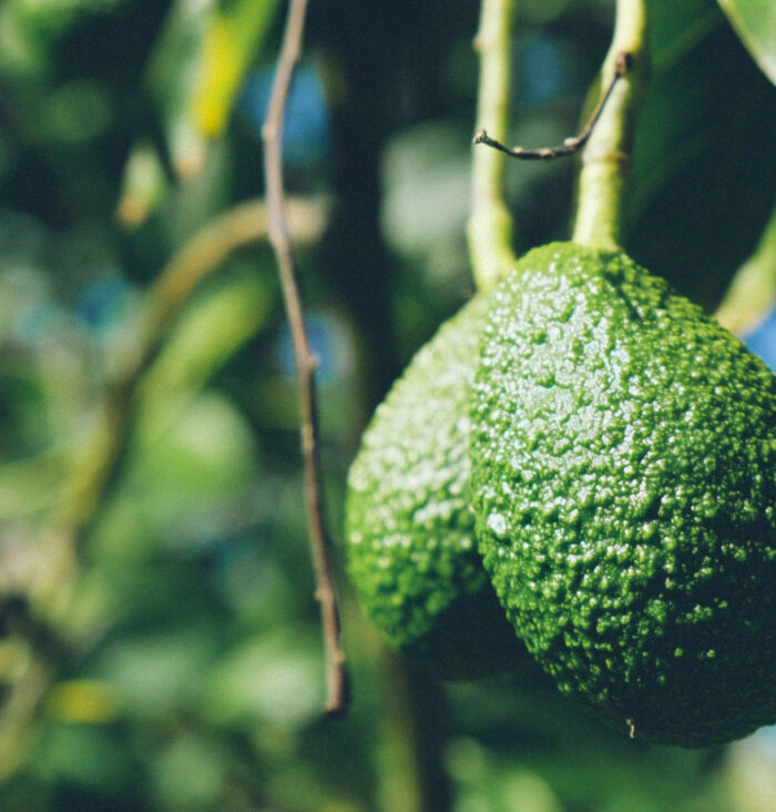 Aguacate Hass Bio 2,5 kgrs.